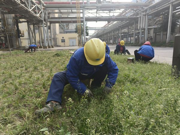 3月22日，行政保衛(wèi)部趙師傅等人在道路兩旁清除雜草。.jpg