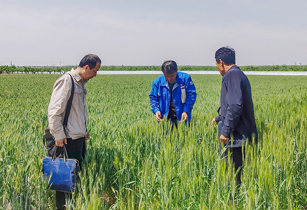 2024.5.7日合陽(yáng)南伍中社區(qū)宣傳調(diào)研學(xué)習(xí)查看小麥生長(zhǎng)情況.jpg